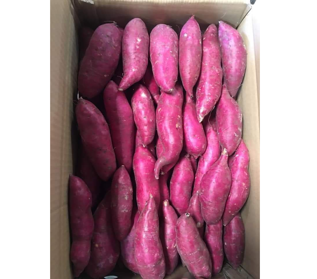 JAPAN SWEET POTATO Organic Fresh Potato From Vietnam for sale