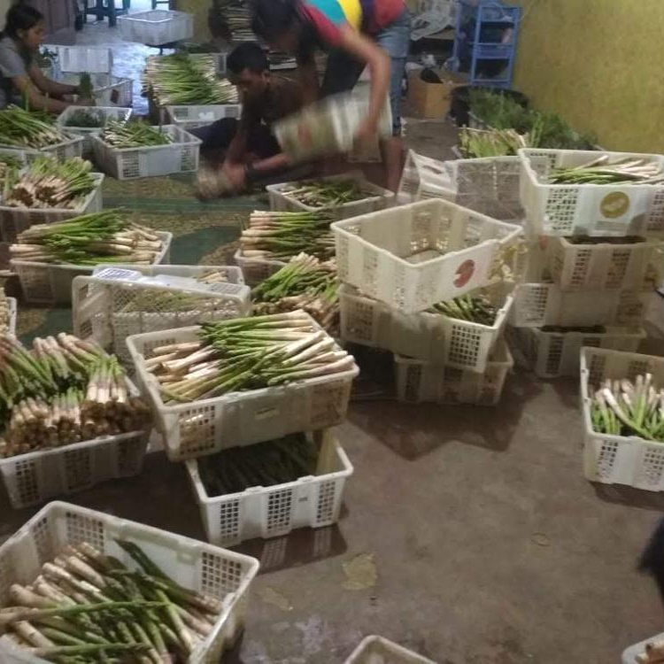 Frozen asparagus