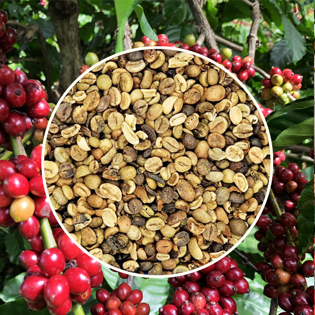 ROBUSTA GRADE 3 SCR 13 STANDARD Green Coffee Beans