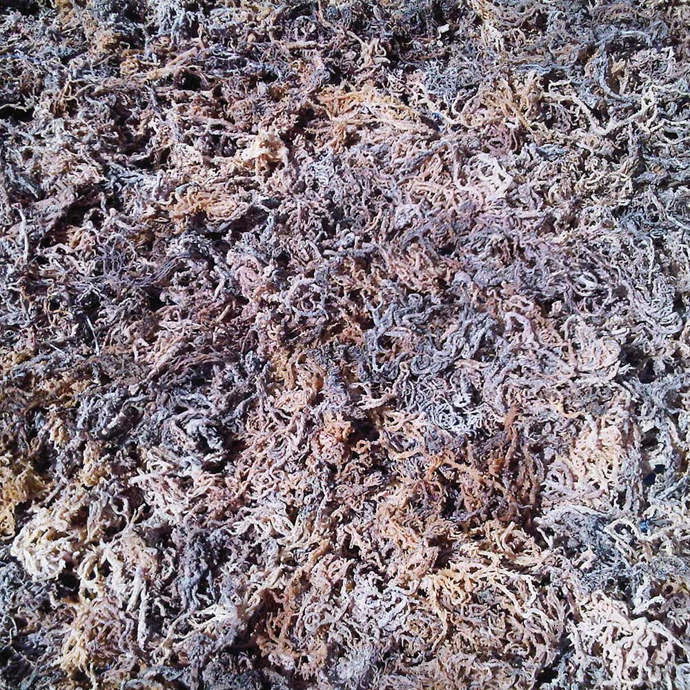 Сухие Водоросли Cottonii/сушеный Eucheuma Cottonii водорослей с высоким качеством 0084 947 900 124