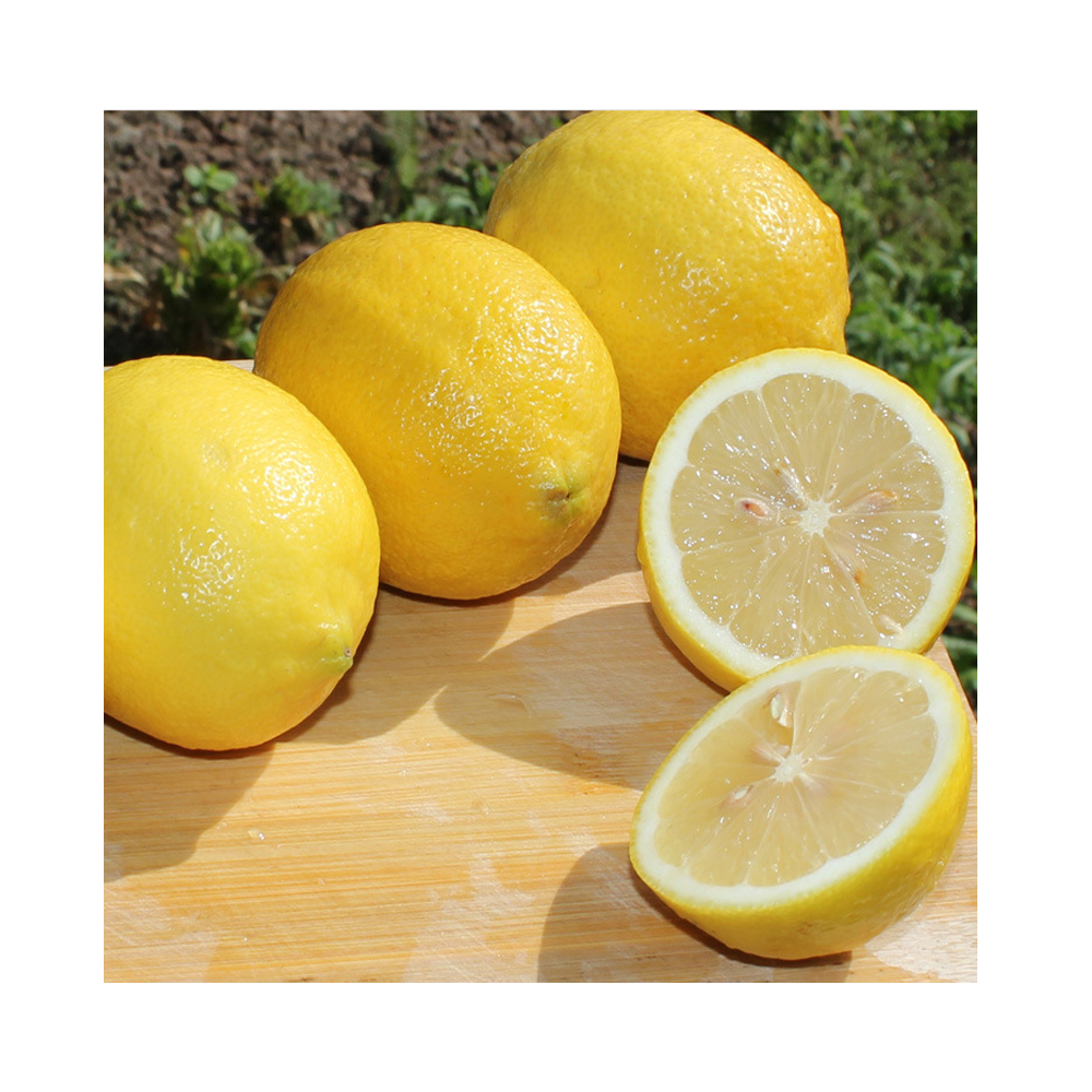 Fresh Green Seedless Lime and Lemons from Vietnam for Export $600.00/ Metric Ton