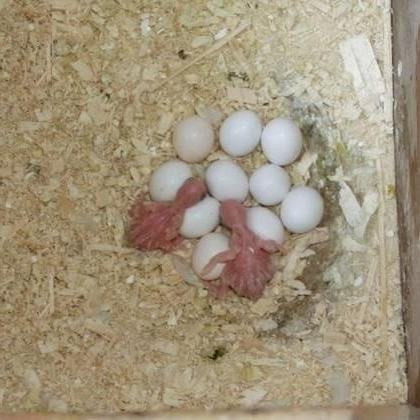 Качественные яйца и Попугаи на продажу