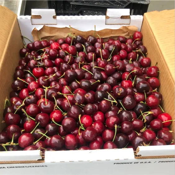 High Quality Delicious Taste Red Farm Fresh Cherries for Bulk Purchase cheap price