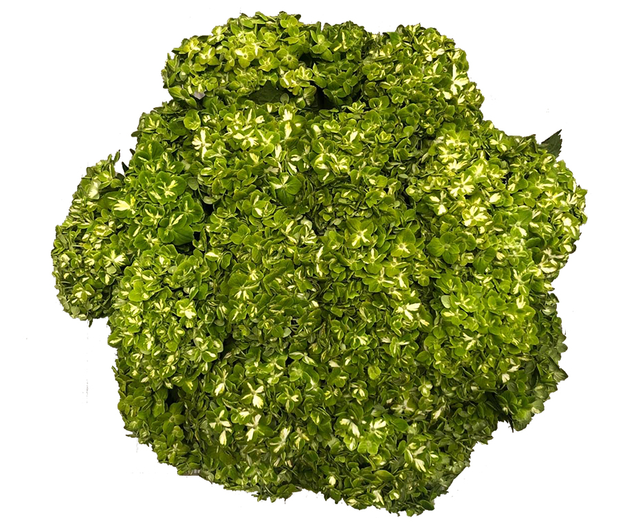 Hydrangea Shamrock Green For US only