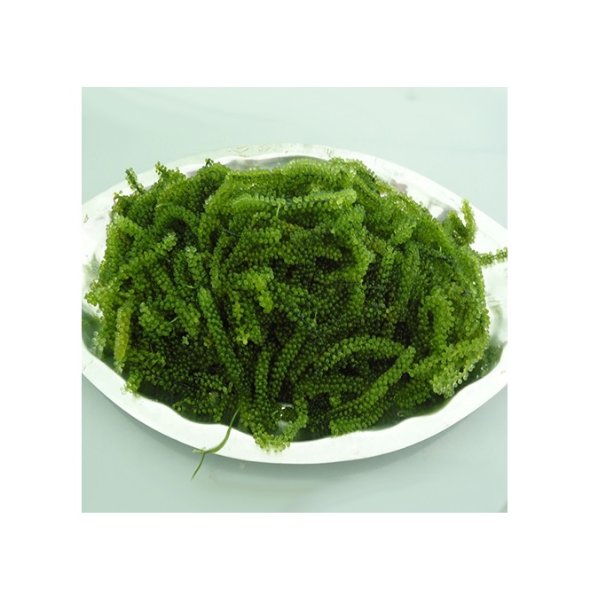 Water-split grape seaweed/ Best seller in Vietnam/ Quintessence from the sea