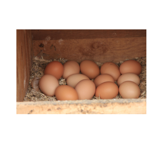Wholesale Fresh Brown and White Shell Chicken Eggs for Sale