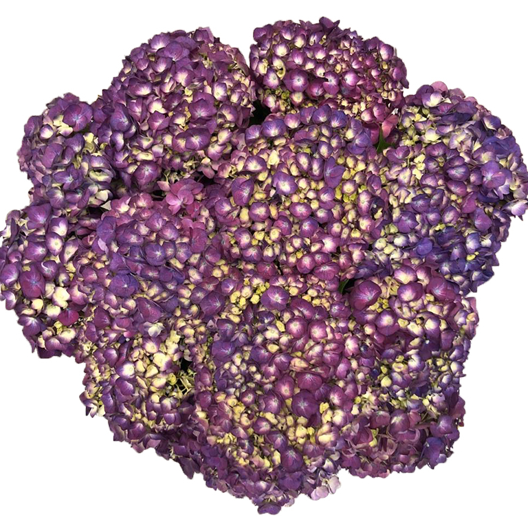 Hydrangea Elite Purple For US only