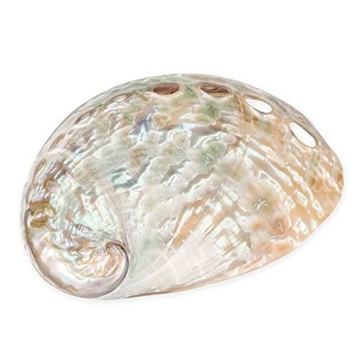 Полированная Морская ракушка, оптовая цена, перламутровые ракушки, жемчужные белые морские ракушки