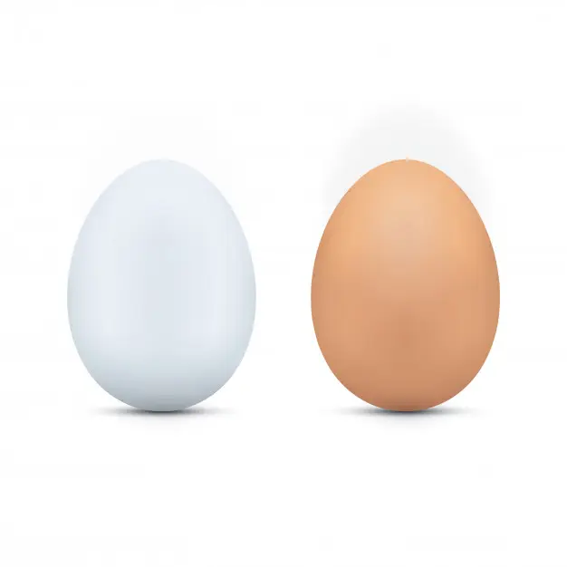 Fresh Chicken Table Eggs-Fertilized Hatching Eggs, White and Brown Broiler Chicken Eggs