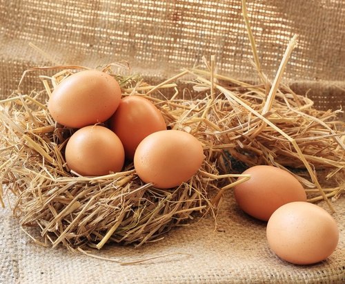 EGGS CHEAPEST PRICE!!!! BEST QUALITY !! Bovans White CHICKEN EGGS