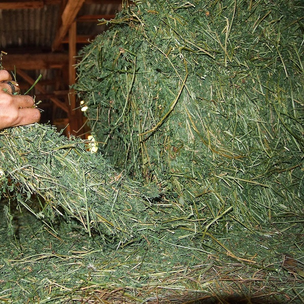 High Quality Animal Feed Alfalfa Hay From South Africa for Export