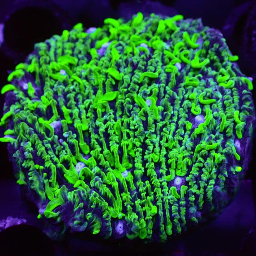 Восхитительный живой аквариум Montipora Коралл для продажи