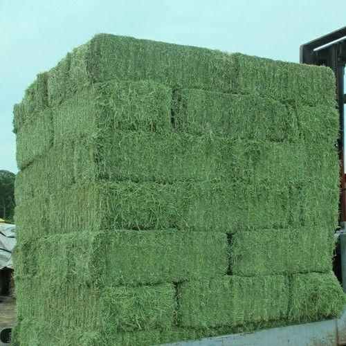 Сено альфафа для кормления животных, Альфальфа, Альфальфа