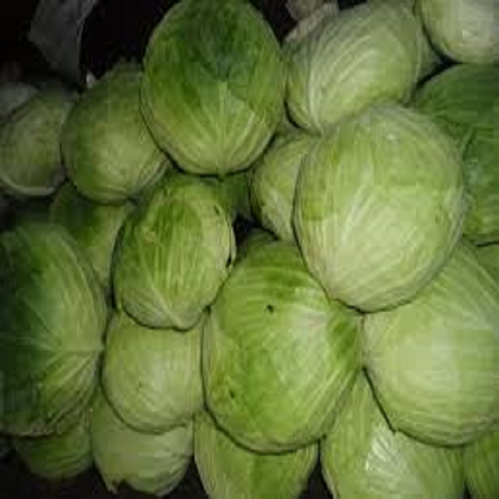 Премиум Cabbages для продажи
