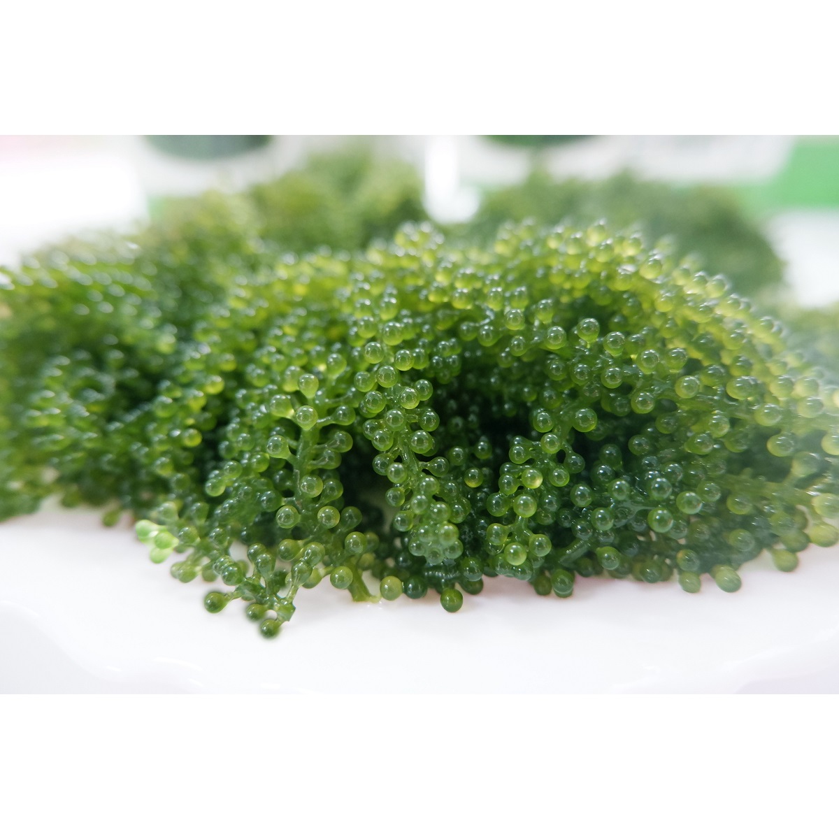 Laver Variety 5-10 Days Shelf Life Characteristics Taste Organic Fresh Sea Grapes Green Food From Viet Nam