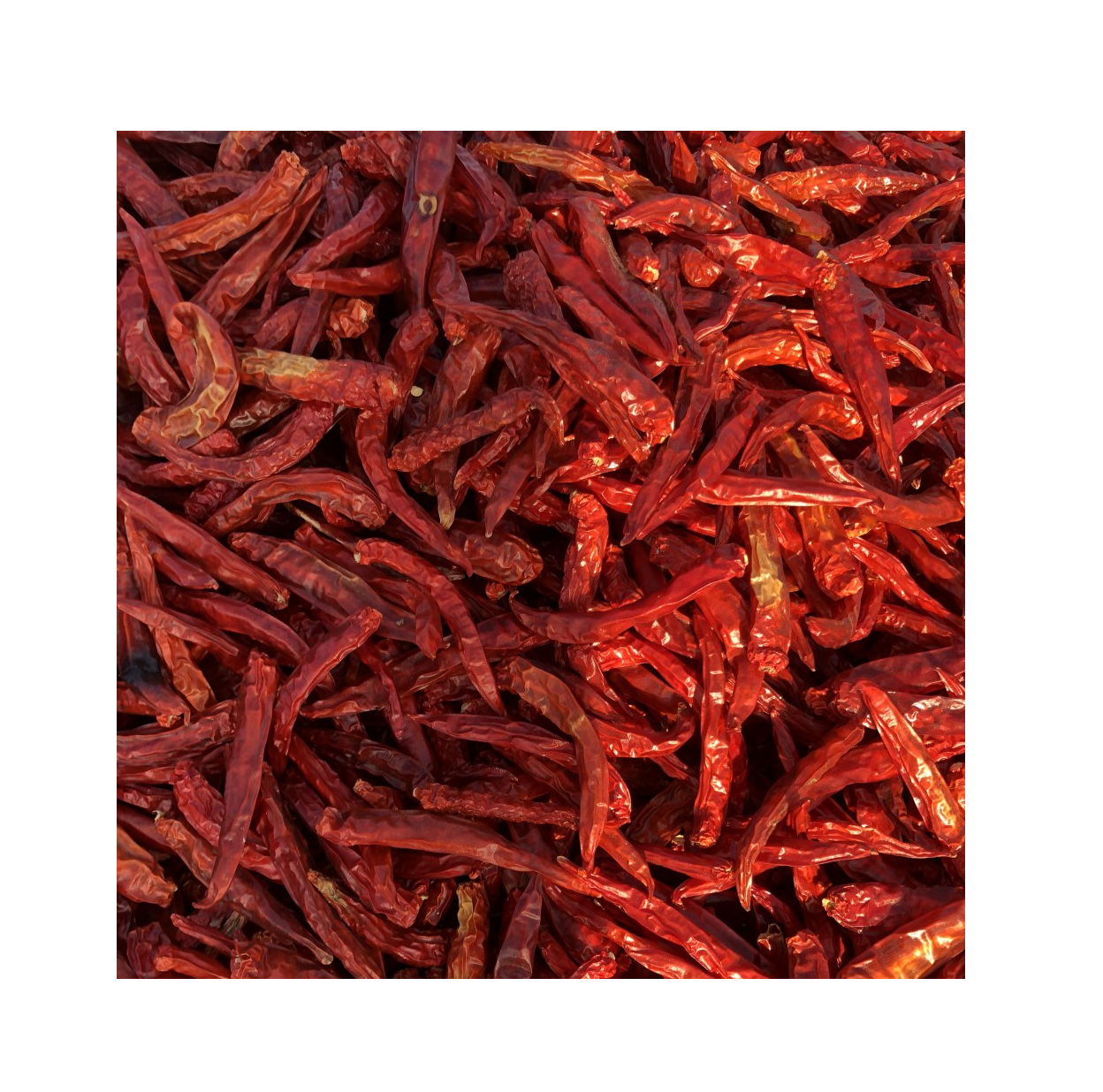 High Quality Red Chili Dired Chili Pure natural Organic Chili