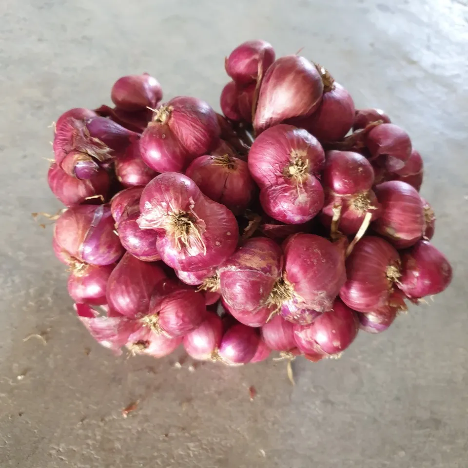 HIGH QUALITY FRESH ONION /EXPORT BULK FRESH ONION VIET NAM