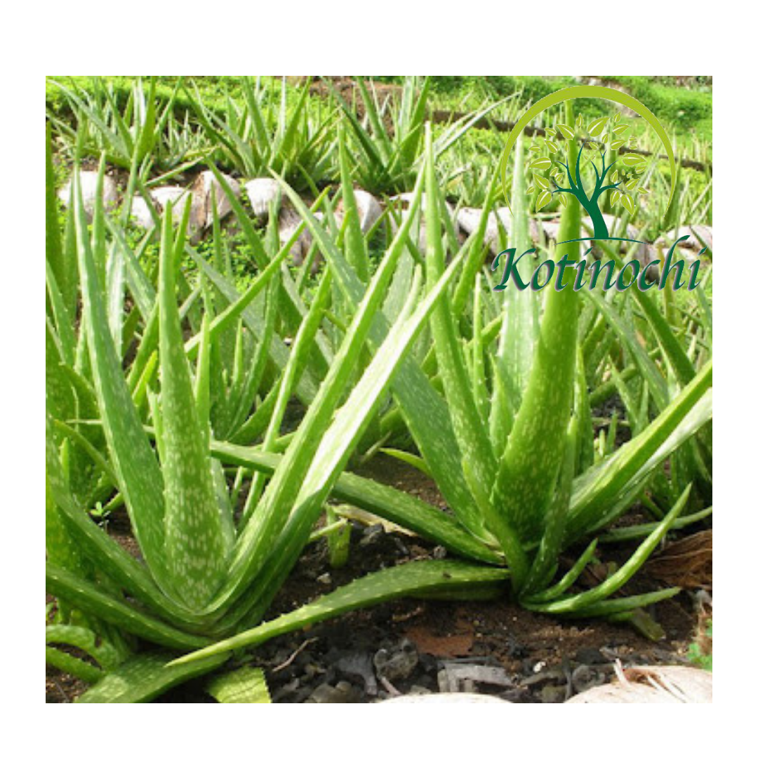 Natural Fresh Aloe Vera Farm/ Aloe Vera Extract Gel from Vietnam Agricutural Product