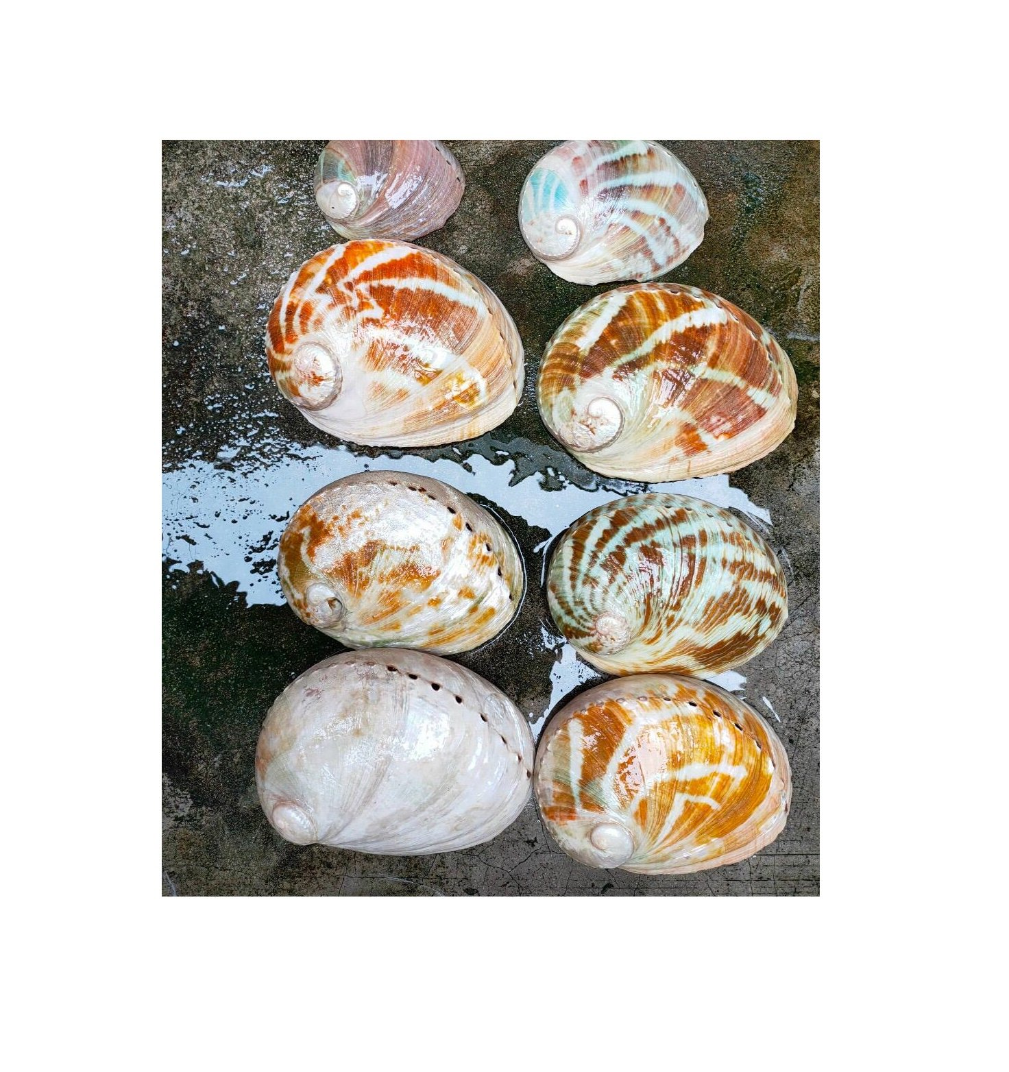Natural Polished Seashells Conch Shell