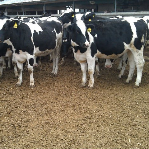 Сливочный молочный Крупный рогатый скот/Живая Беременная Кобра Friesian Holstein