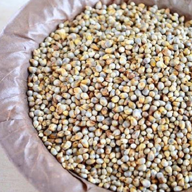 A Grade Pearl Millet / Bajra For Animal , Birds Feed
