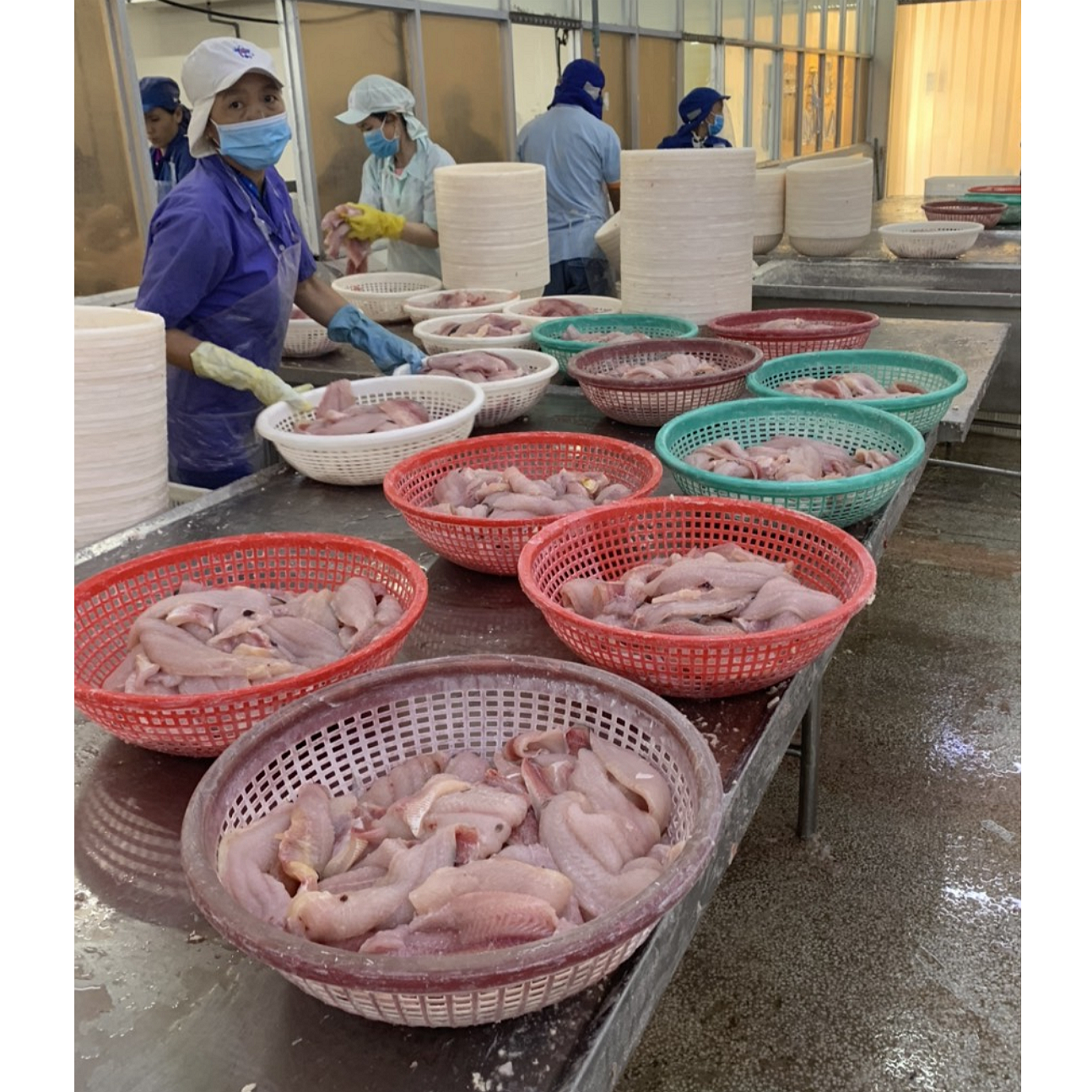 Замороженные рыбы Pangasius, морепродукты basa (Упаковка: вакуумная упаковка)