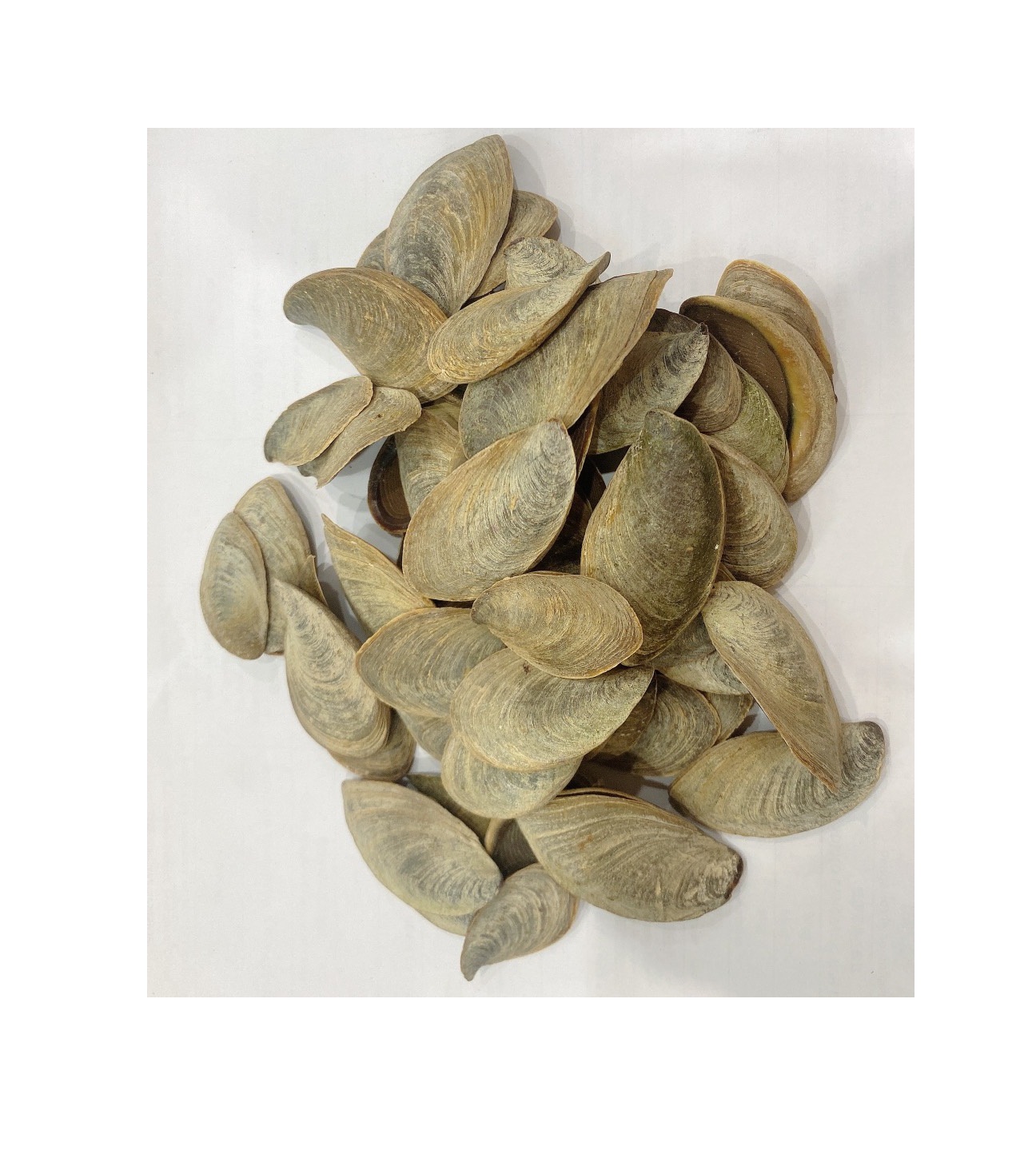 Cleaned Dried Operculum shells For Sale
