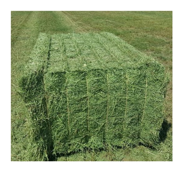 Top Class Quality Alfafa Hay for Animal Feeding Stuff Alfalfa / Timothy Hay / Alfalfa Hay from Germany