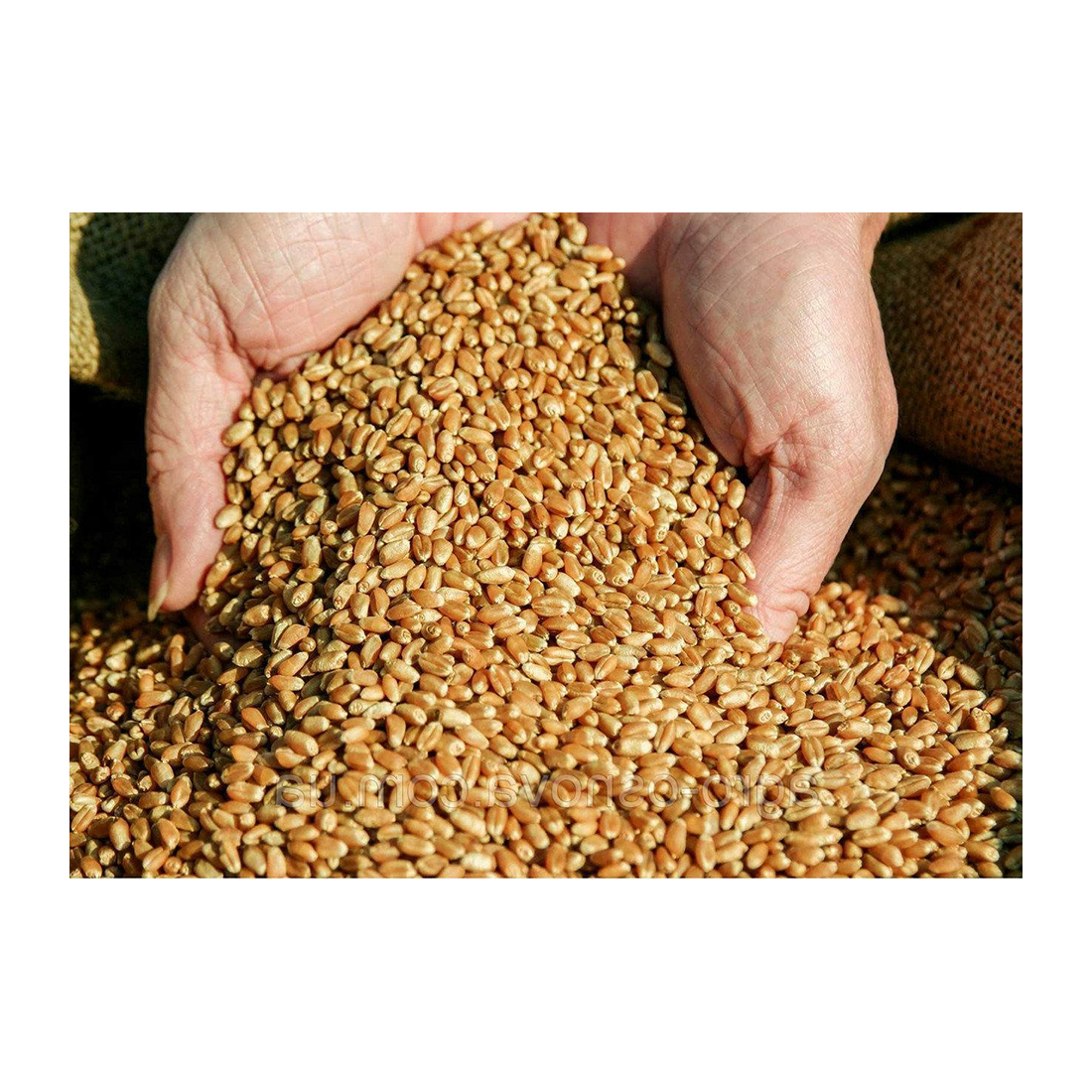 Triple-cleaned Non-GMO Wheat seeds grains healthy food wholsale natural bulk organic non-GMO cereal grains