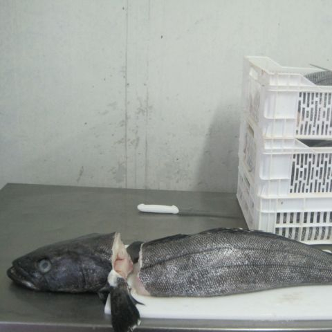 Свежий морской окунь Замороженный IQF