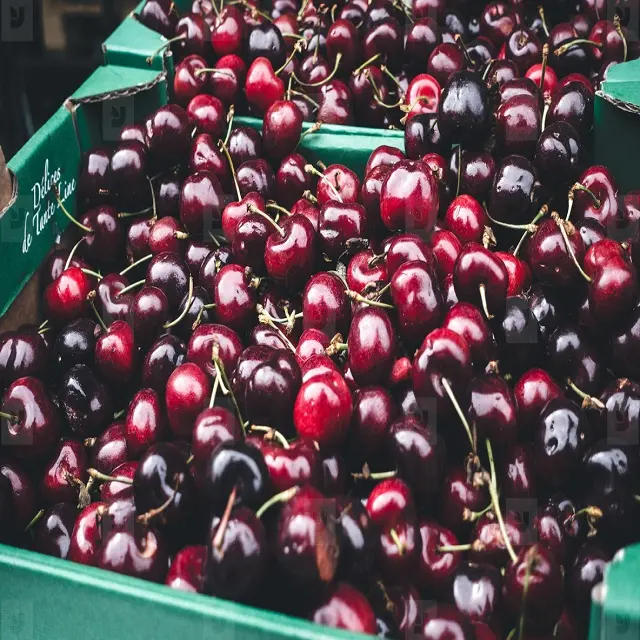 High Quality Fresh Cherries for export sweet cherry great quality cherry