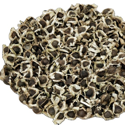 moringa seeds A Grade Moringa Seeds ( Moringa oleifera Moringaceae Seed )
