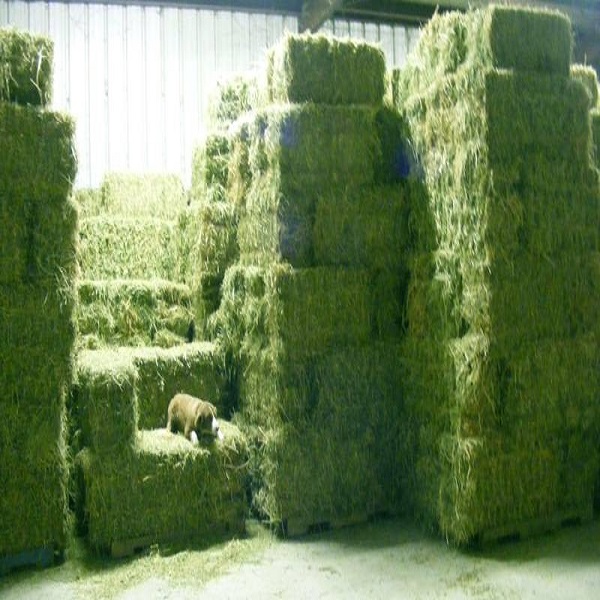 Продажа тюков для сена Alfalfa