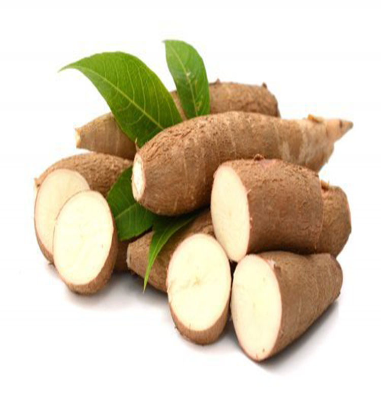 Low price manufacturer Fresh Cassava for export