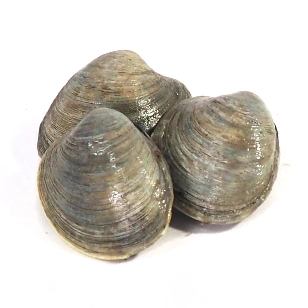 Морепродукты моллюски живые геодукс моллюска
