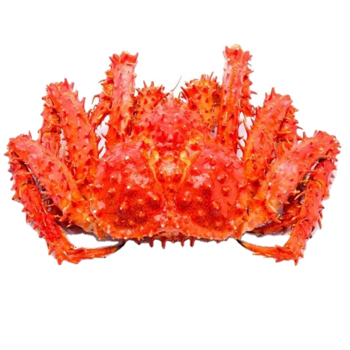 Live Canadian Red King Crabs