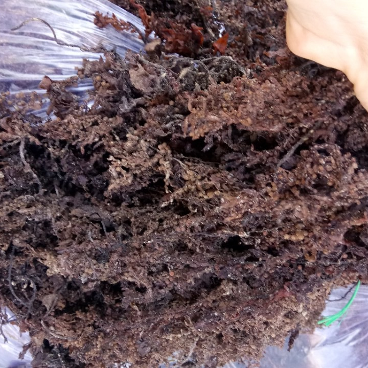 Морские водоросли/корм для животных sargassum