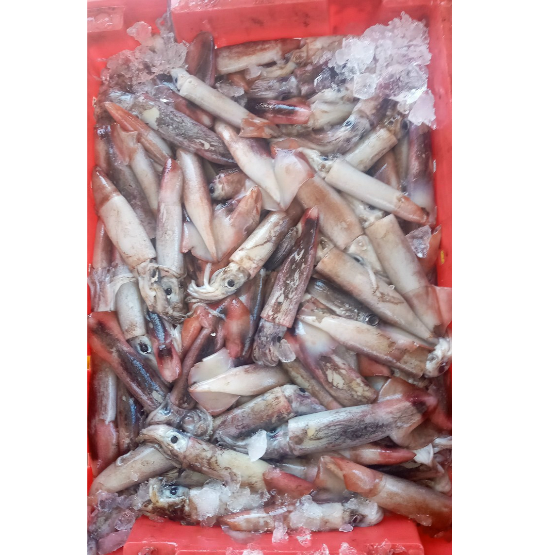Best sale high quality frozen black squid