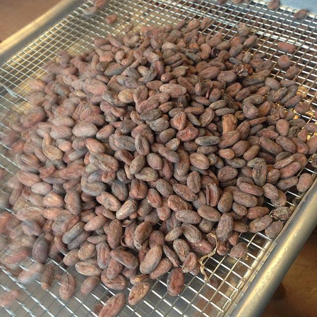 Какао бобы, сушеные какао бобы Criollo, органические жареные какао бобы