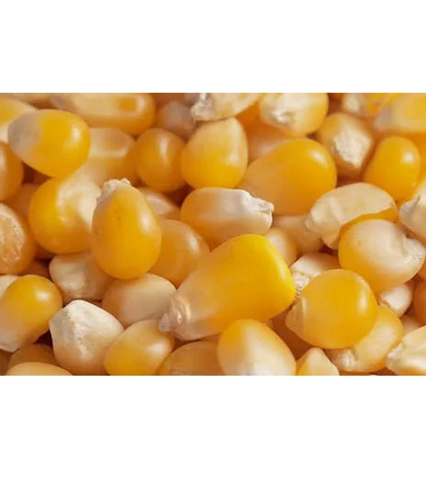 High Quality Yellow corn kernels Pure natural Organic Corn Yellow For Animal/Human Wholesale