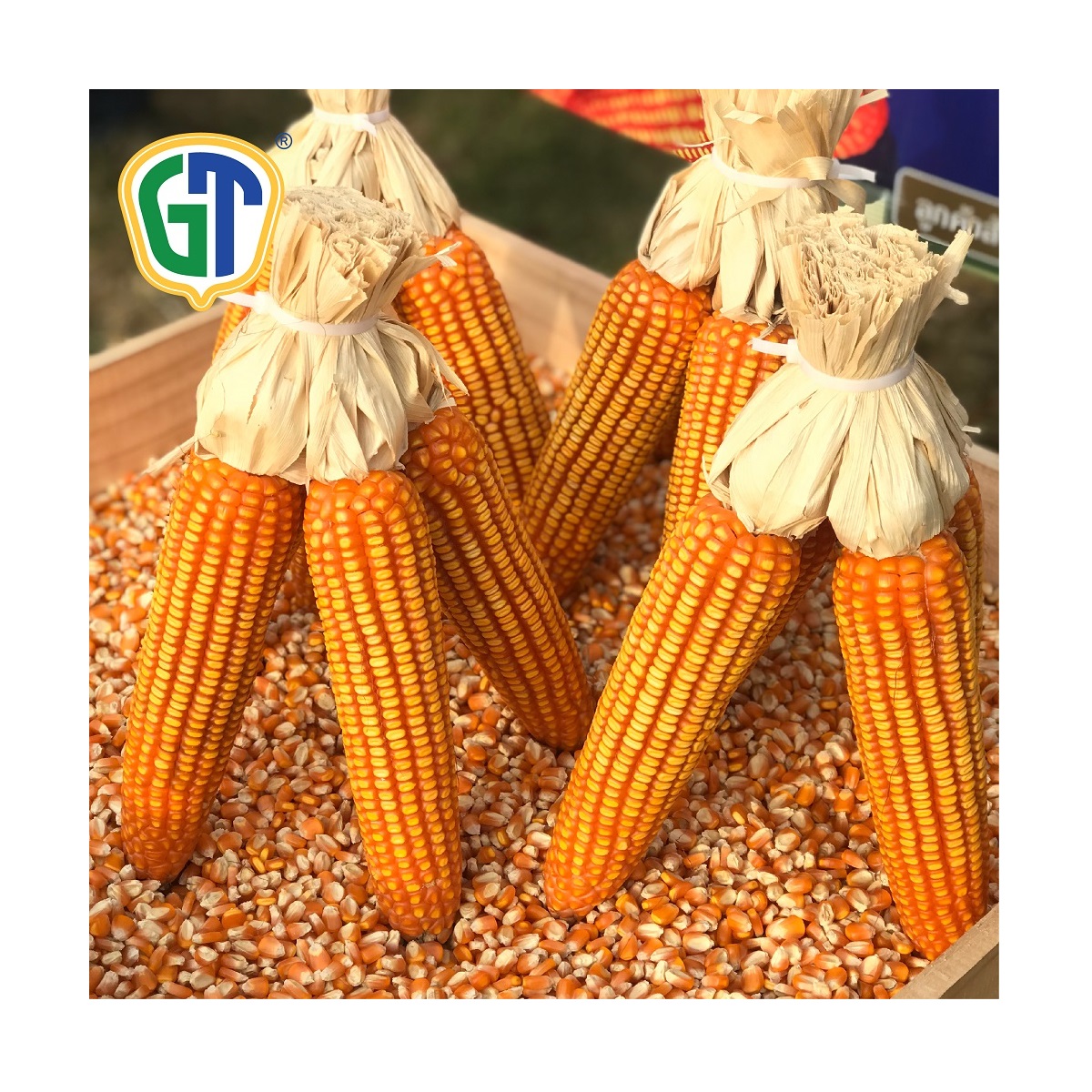 Reasonable Price 52 Days Flowering Date Sweet Yellow - Red Hybrid Corn Seeds GT822