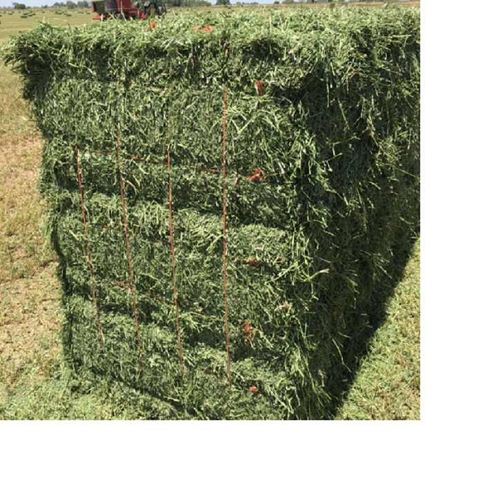 Premium Quality Alfalfa Hay Bales