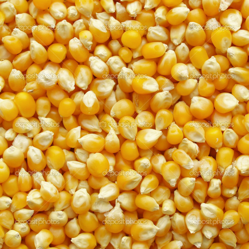 Top Quality Dried Yellow Corn For Animal Feed