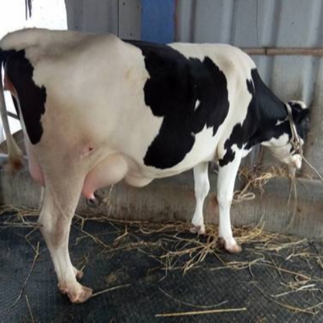 Новые рынки коров Friesian Holstein