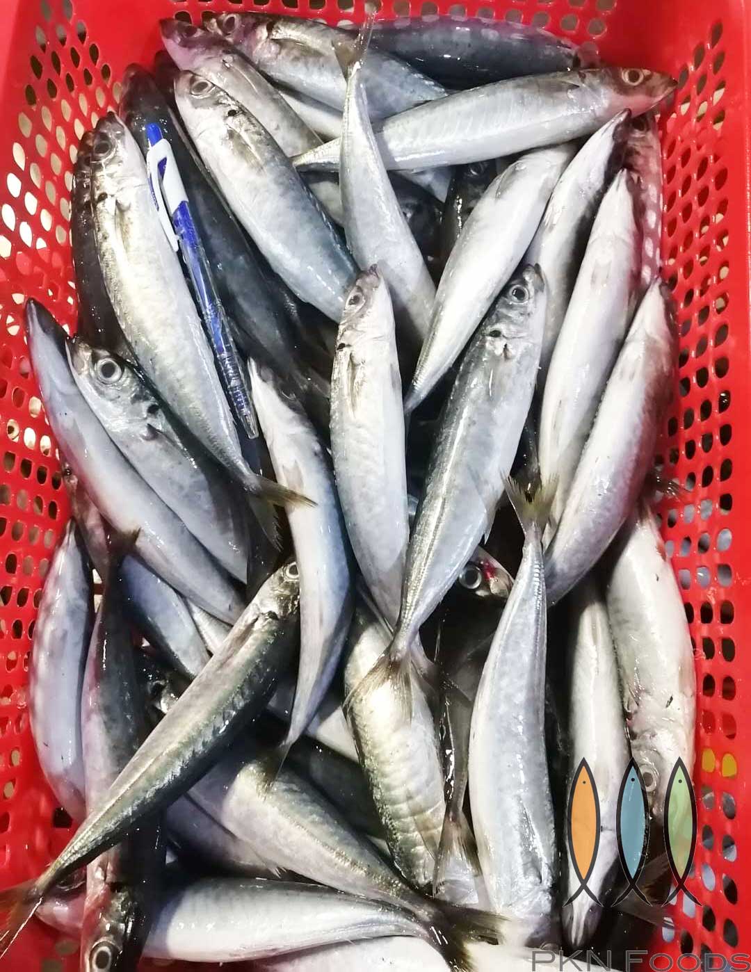 Высокое качество, натуральный IQF, блок Layang scad decapurus macrosoma из вьетнама