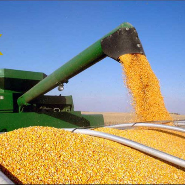 Top Selling Non GMO Yellow Maize/Corn for sale