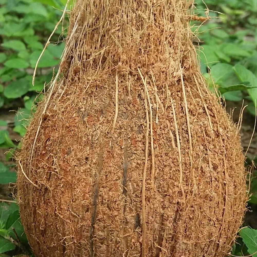 PURE HIGH QUALITY COCONUT FROM INDIA