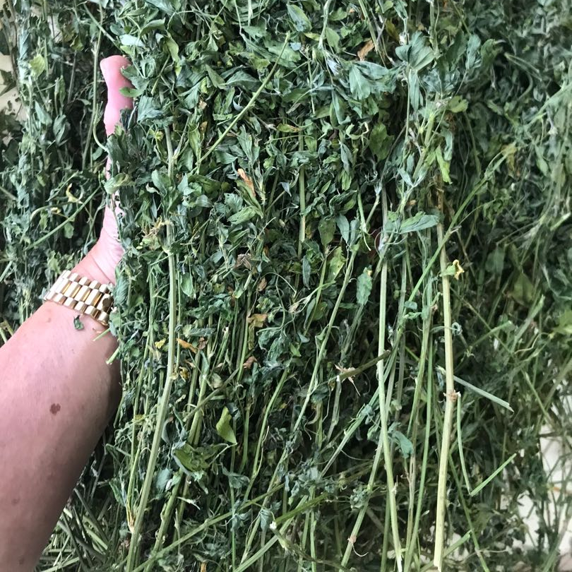 Animal Feed Norway Alfalfa Hay Bales Moscow exporters Hay Fresh Green Lucern hay Pellets for sale