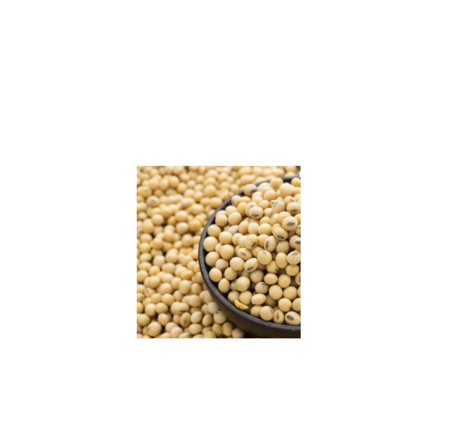 Fresh SOYBEAN High Quality Ready to Ship