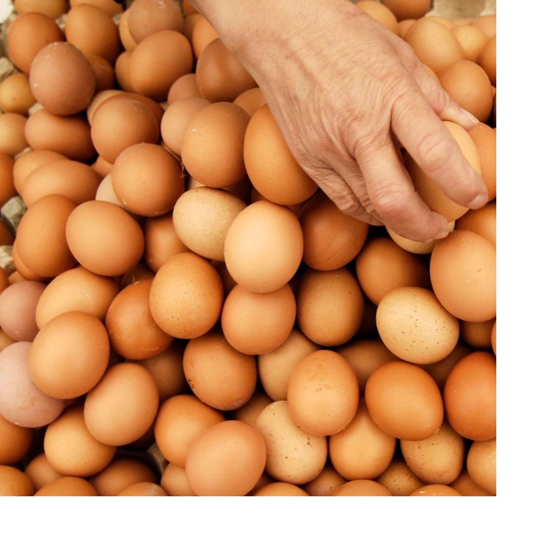 TOP QUALITY FRESH CHICKEN TABLE EGGS FERTILIZED HATCHING EGGS, WHITE AND BROWN EGGS